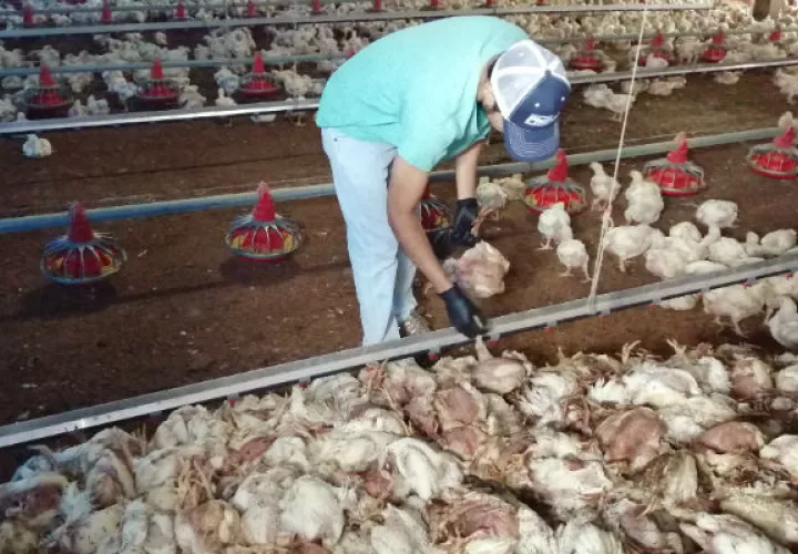 Las aves muertas pesaban entre 3.70 y 3.80 libras. Foto: Eric A. Montenegro.