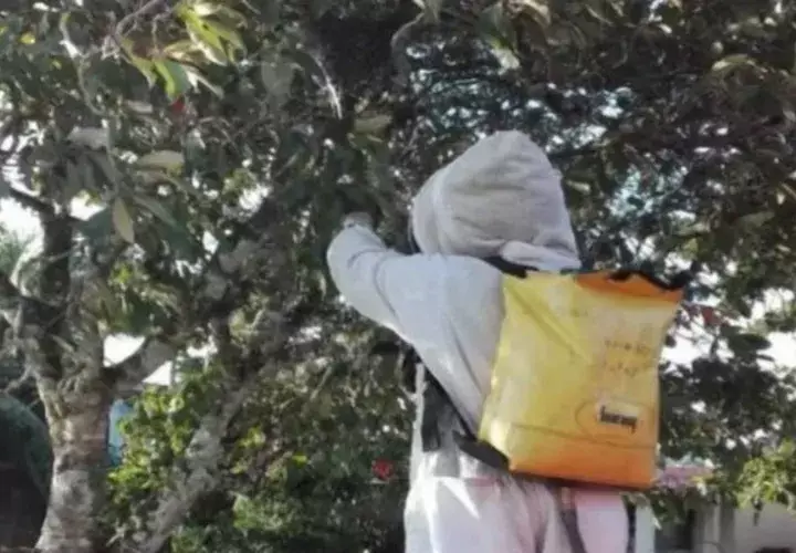 El ataque de las abejas africanizadas fue en la casa de las personas. Foto: Mayra Madrid. 