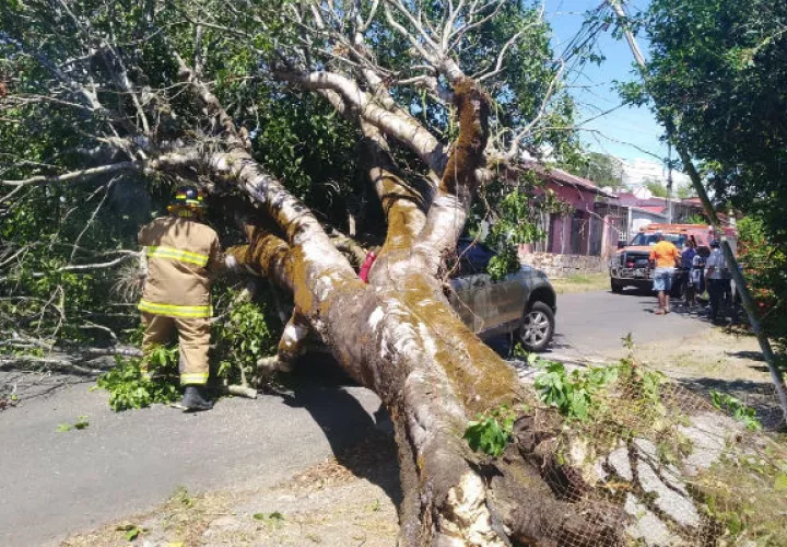  El árbol cayó sobre la parte trasera del vehículo. Foto: Mayra Madrid.