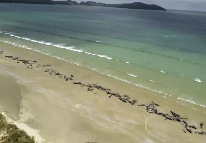 Las ballenas murieron después de que el excursionista descubrió un encierro en masa.  (Departamento de Conservación a través de AP). 
