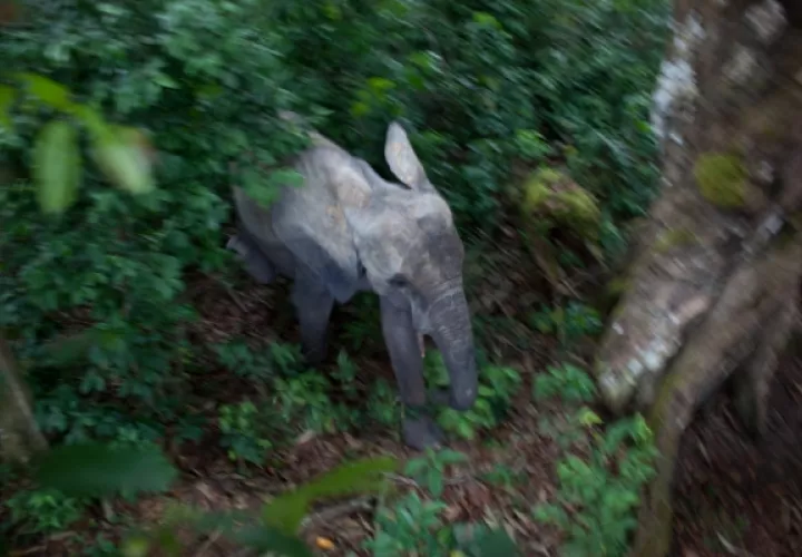 El número de elefantes de selva ha caído en África, donde ayudan a árboles que mejor almacenan carbono. (Tyler Hicks/The New York Times)