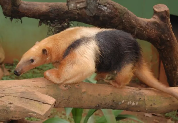 Oso hormiguero. Una de las especies en peligro de extinción en Panamá y otras latitudes. En junio, Mes del Medio Ambiente, ha mostrar conciencia ecológica.