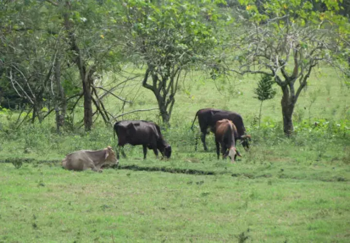 Los productores de leche y carne en esta provincia enfrentan una baja en las ventas.