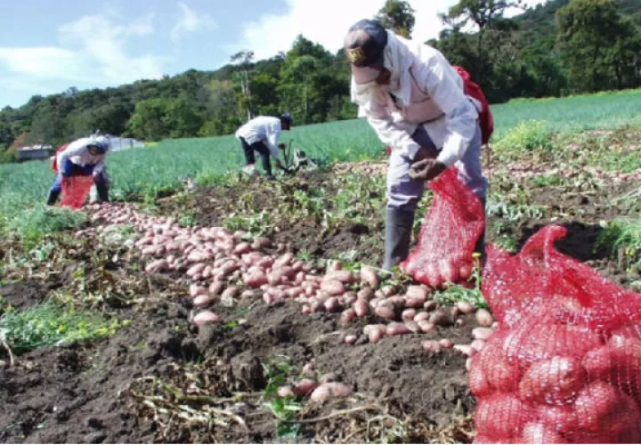 El costo de producción de la papa, por hectárea, en época de verano es de $14,560.94 y en invierno de $12,941.55. Archivo