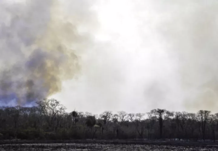 El incendio en la zona del Pantanal ha quemado 37.000 hectáreas de bosques. Foto: EFE.
