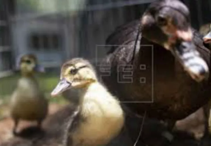patos_caen_alcan_0.jpg