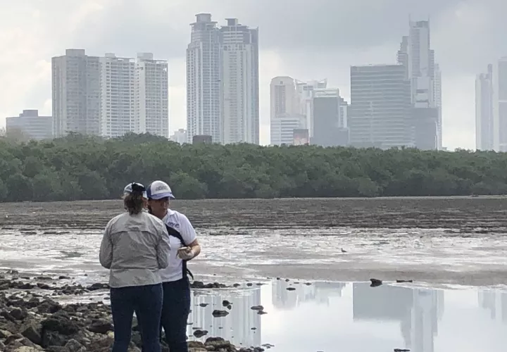 Mortandad de peces en la bahía de Panamá.