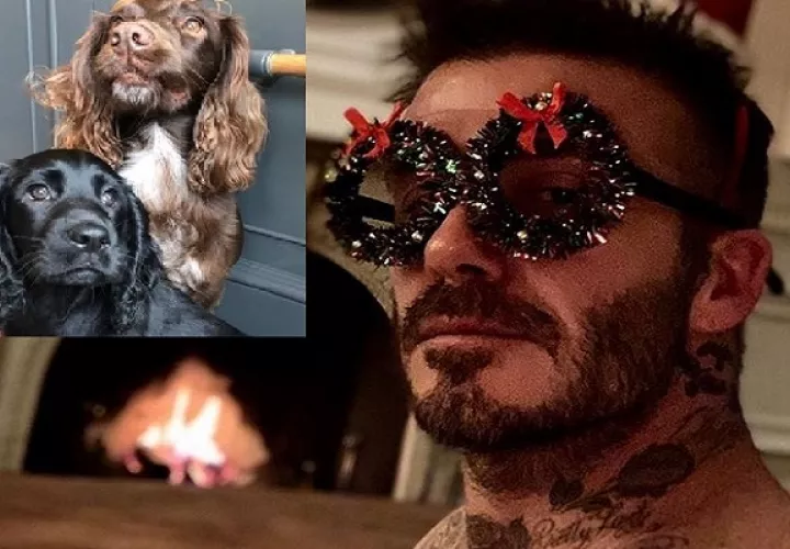 Beckham y sus mascotas.