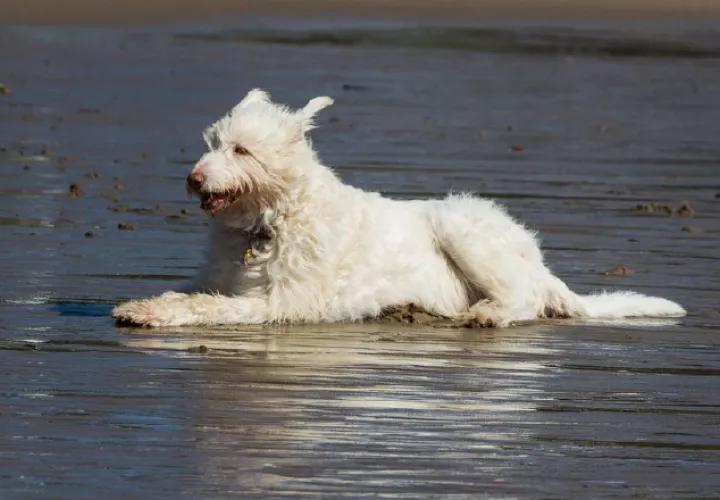Cada vez son más los lugares que permiten mascotas. /Foto: Pixabay.