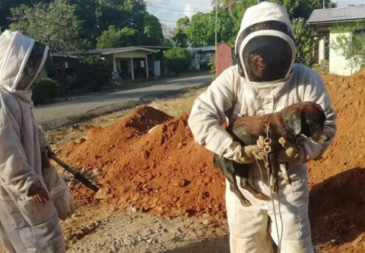 El pobre animal fue atacado por las abejas africanizadas. Foto/José Vasquez