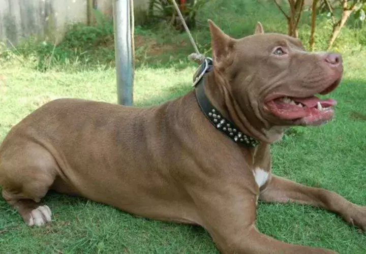 El Pitt Bull Terrier está incluido en la lista de perros "potencialmente peligrosos". Foto/ EFE