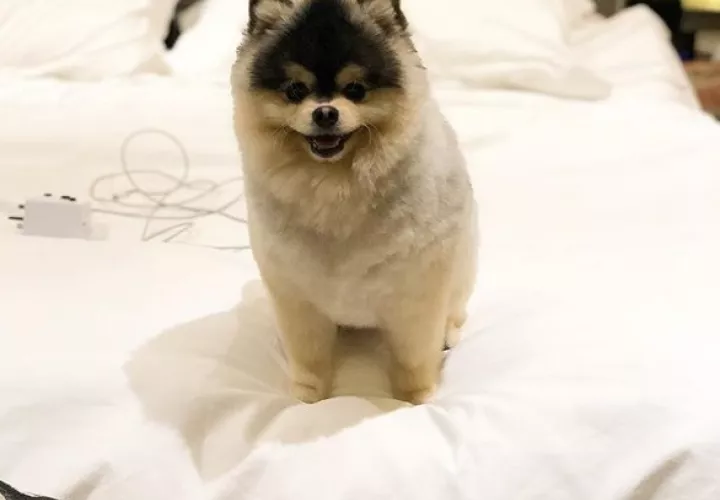 perro_perdido.jpg