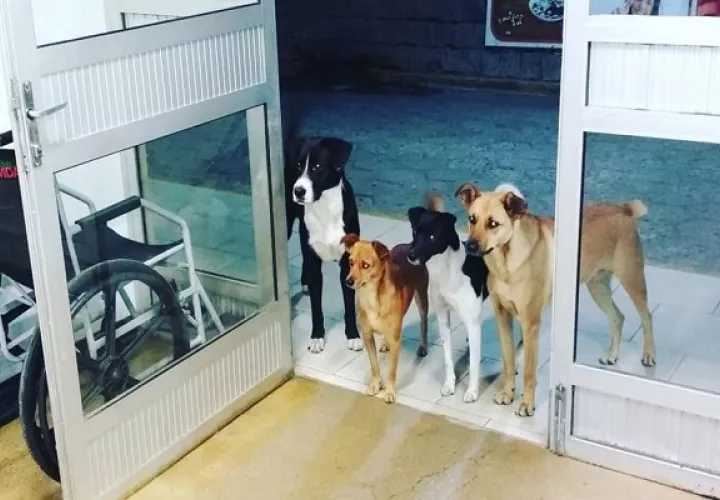 Viral: Cuatro perros esperan a su amo fuera de un hospital en Brasil. Foto: Redes Sociales.