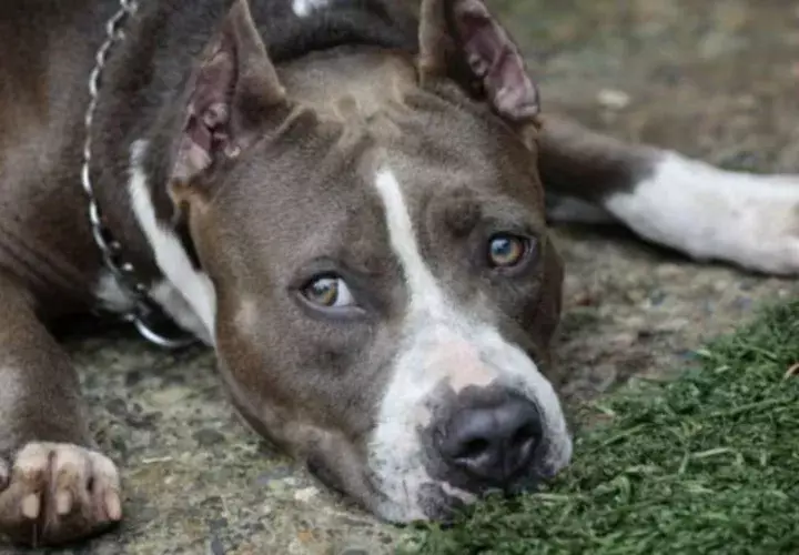 El pitbull terrier es la raza que se toma para  crear el proyecto. Foto: Archivo