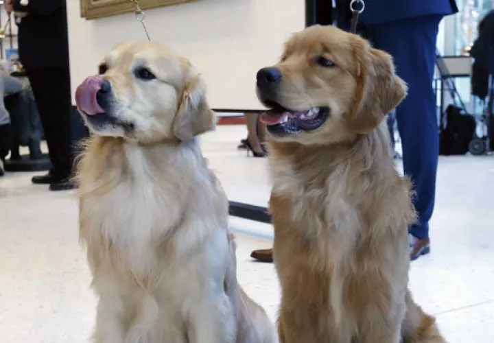 Dos canes posan en el Museo del Perro en Nueva York. Foto: AP. 