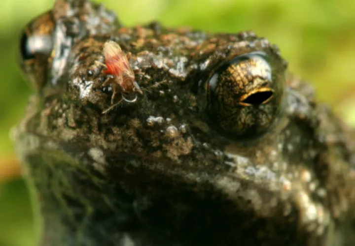 Mosca Corothrella parasitando en una rana macho.  Foto: Alex Baugh.