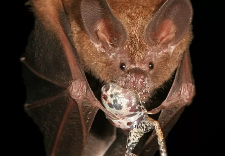 Murciélago de labios de flecos comiendo una rana.  Foto: Alex Baugh.