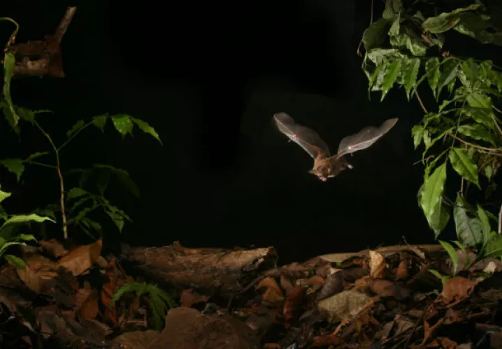 Murciélago de labios de flecos buscando alimento en el suelo del bosque.  Foto: Alex Lang.