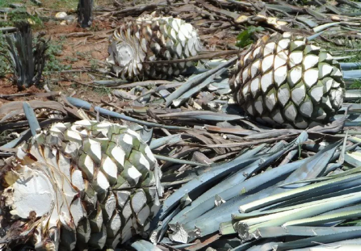 El mezcal al igual que el vino, surge de una planta.  Foto: Pixabay