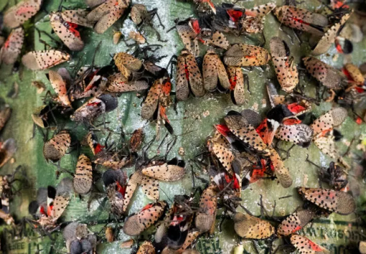 Bichos linterna moteados, especie invasiva de Asia, destruyen cultivos y llenan aceras en Pennsylvania. El Estado ha instado a los residentes a matarlos. Foto/ Daniel Vasta para The New York Times.