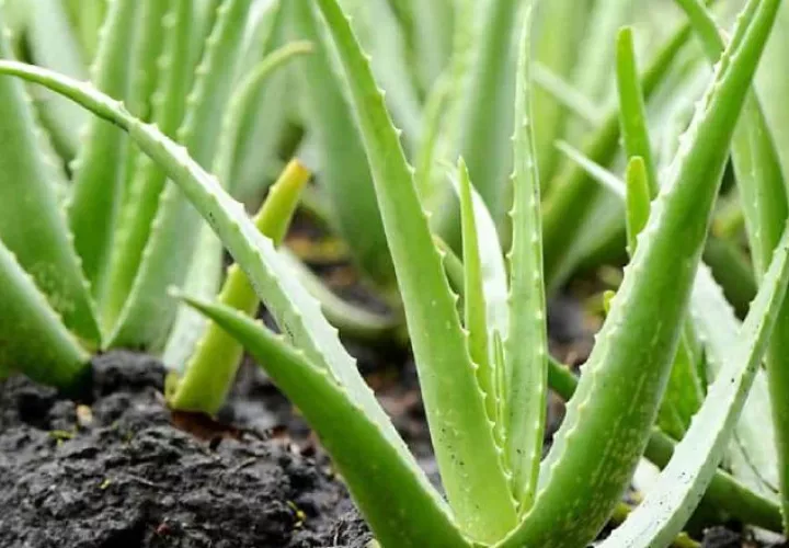 Plantas medicinales 