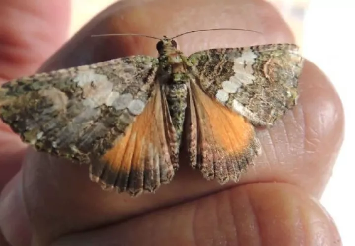 La polilla Hylesia por lo general se mueve de noche, le gusta pegarse a lámparas. Foto: Epasa.