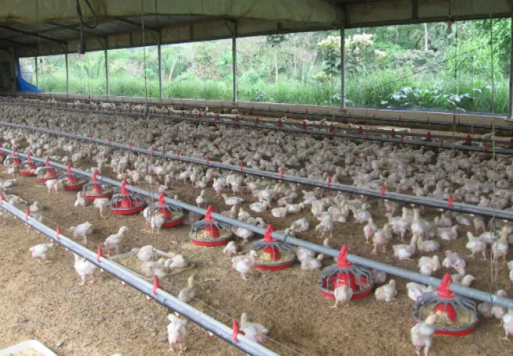 Durante el mismo periodo (2012-2018) la producción de huevos también aumento de 498 a 704 millones. Foto/Archivo