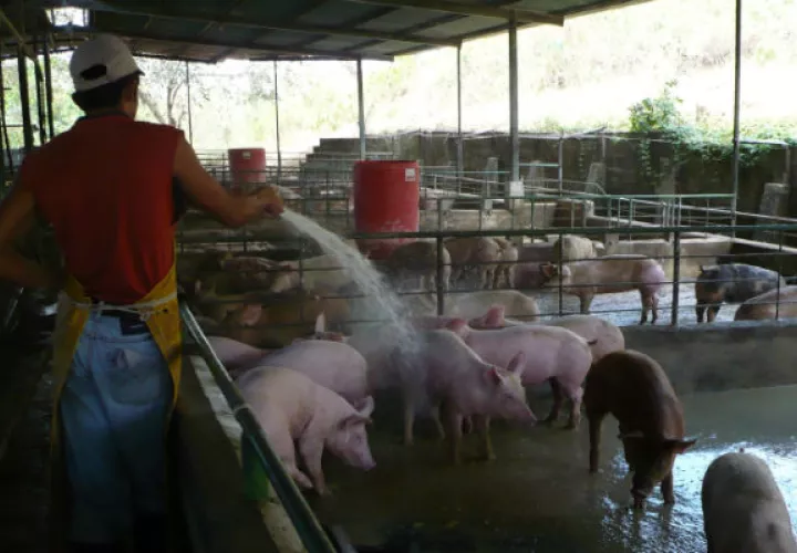 Los productores porcinos piden a las autoridades se les compense a  los dineros perdidos