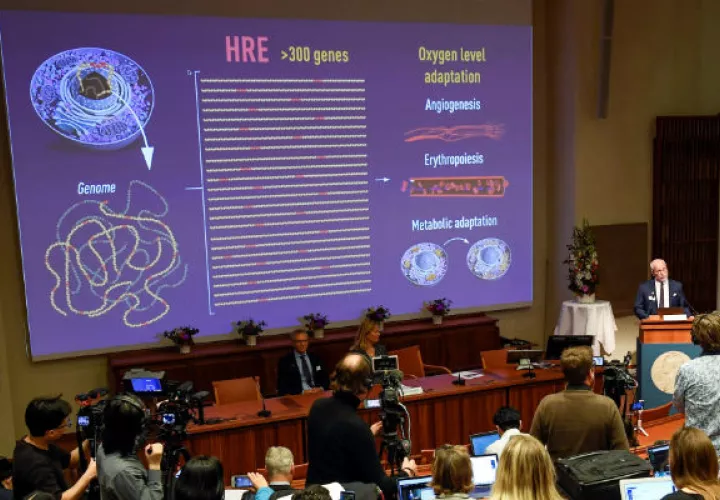 El Nobel de Medicina premió este lunes a tres científicos por revelar un proceso de adaptación esencial de la vida.