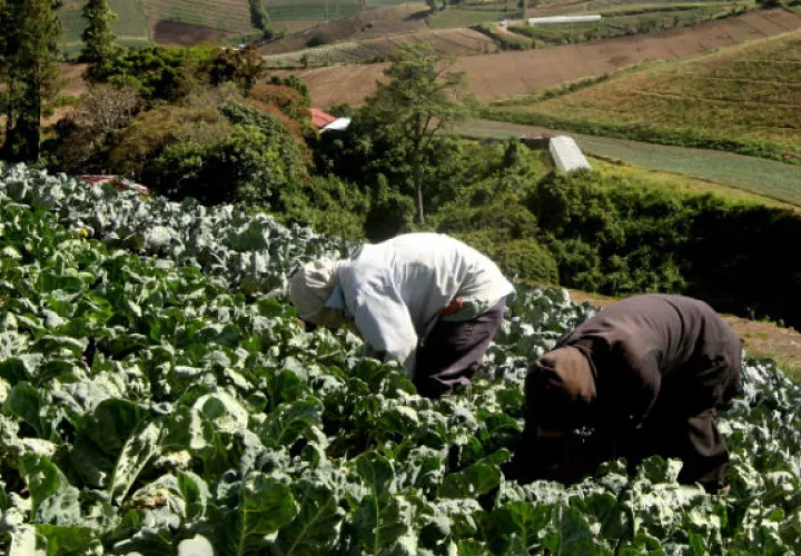 No es la primera vez que se da una sobreproducción en Tierras Altas. Foto: Archivo.