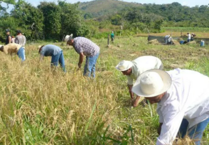 El Mida ha cancelado un 95% de la deuda a los productores de arroz. Foto: Archivo