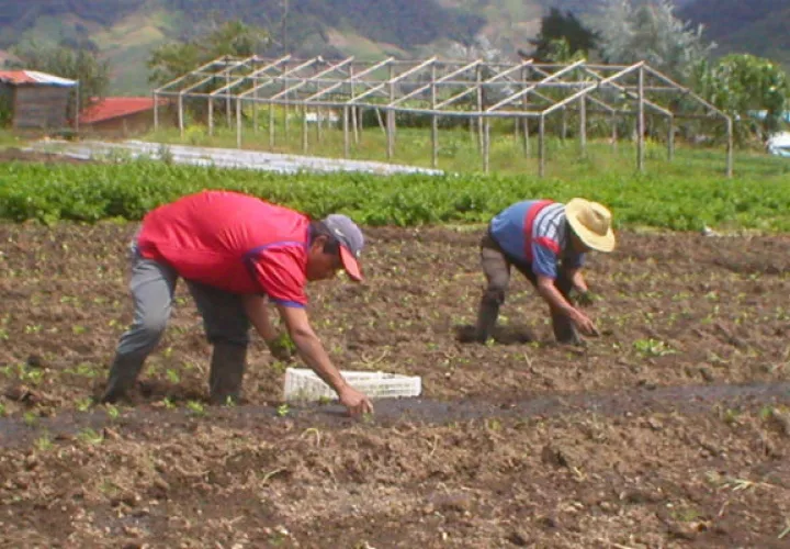 Los productores aseguran que debido a la falta de pagos a tiempo de las compensaciones muchos han abandonado la actividad. Archivo