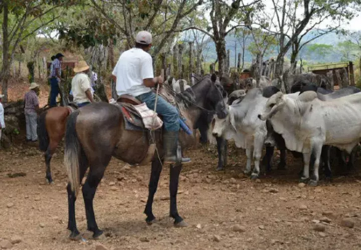Los ganaderos al rescate y Anagan de Los Santos anunciaron protestas para el próximo martes 4 de diciembre