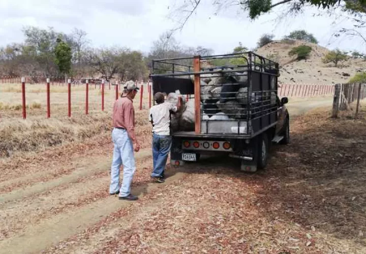 El alimento comienza a escasear en las fincas de la región ante la dura sequía que ha imperado en estos meses. Foto de Thays Domínguez