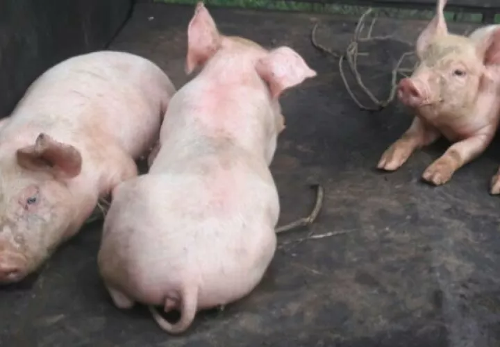 Las autoridades del Ministerio de Desarrollo Agropecuario se reunieron este fin de semana con los productores de cerdos para advertirles sobre más consecuencias de la peste porcina Africana.