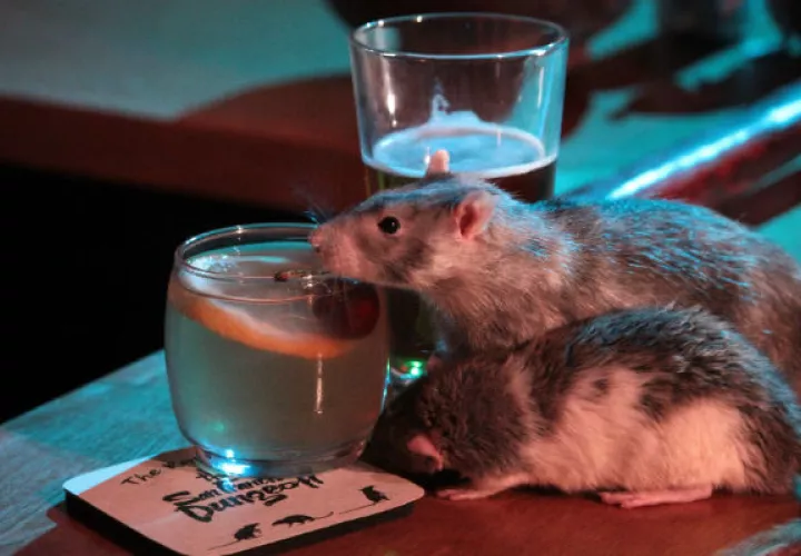 Ratas alrededor de unos vasos en La Mazmorra de San Francisco. Foto: EFE.
