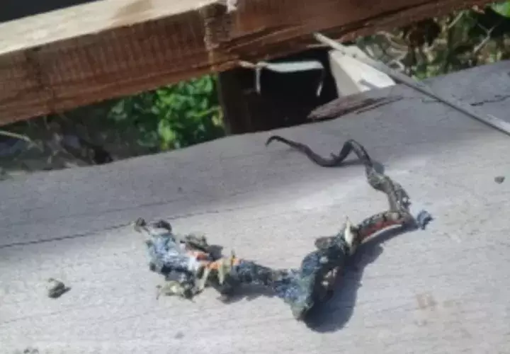 El animal fue encontrado en una tubería de media pulgada. Foto/José Vásquez