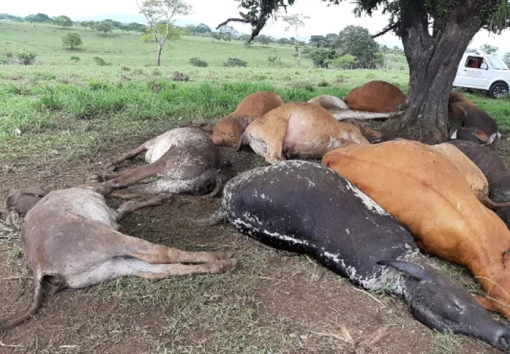 Los productores perdieron dos toros que tienen un costo aproximado de $5,000.00 cada uno. Foto/Melquiades Vásquez