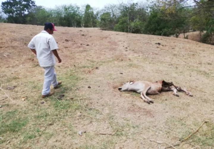 Los productores enfrentan pérdida de reses y terneros, los cuales en ocasiones han sido envenenados, ocasionando pérdidas económicas. Foto/Thays Domínguez