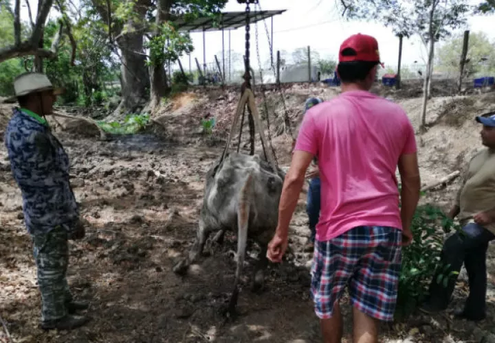  Gran cantidad de reses se debilitan y mueren al tratar de buscar agua para tomar. Foto: Thays Domínguez.