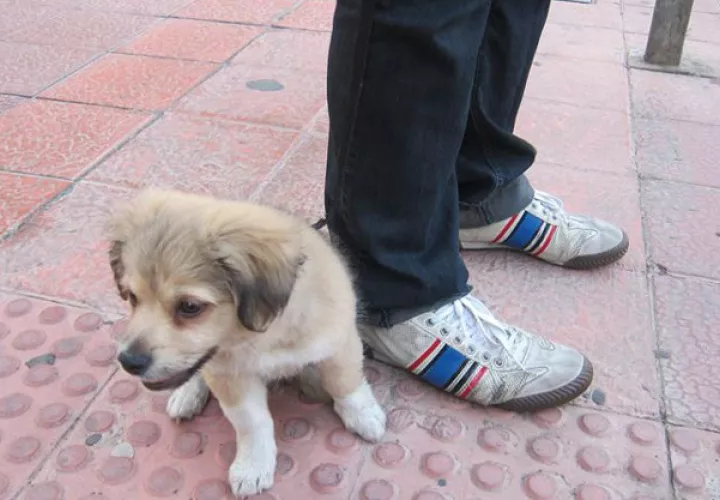 Temor en Tocumen por ataques de una banda de roba mascotas. Foto: Panamá América.