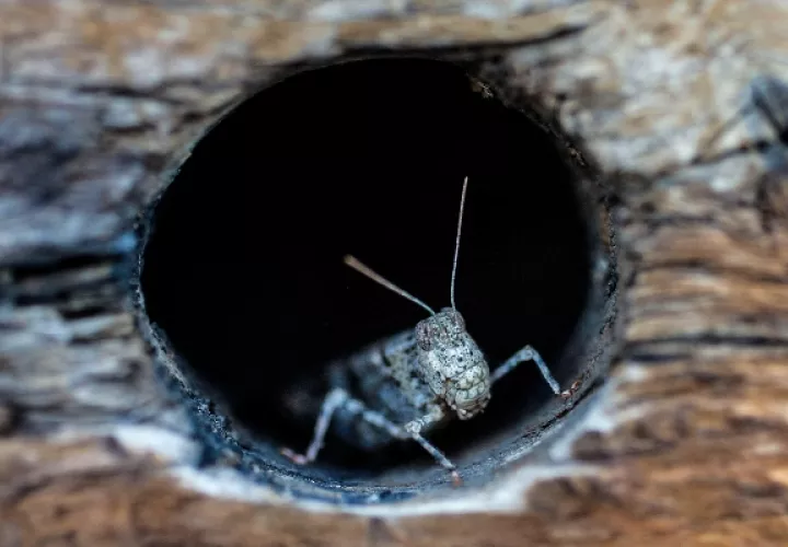 A los saltamontes se les han sumado en días recientes las chinches, que son más comunes en el sur de Nevada, según dijo Trent English, de la firma de control de plagas Trule Nolen Pest Control al canal de televisión KTNV. FOTO/AP