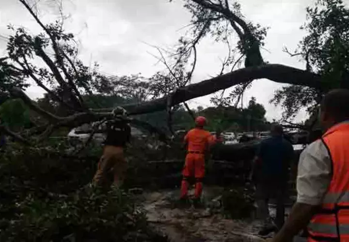 Miembros del Sistema Nacional de Protección Civil, remueven el árbol que colapsó en los cuatro paños de la vía Interamericana. Foto/Sinaproc
