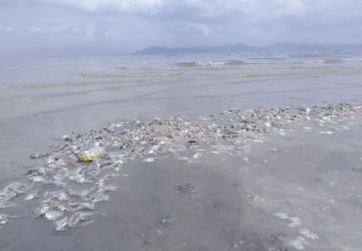 Las sardinas, algunas ya en descomposición, comenzaron a aparecer en la playa el pasado martes, precisaron los pescadores artesanales. Foto/Eric Montenegro
