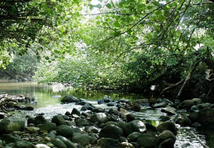 Selva del Darién. 