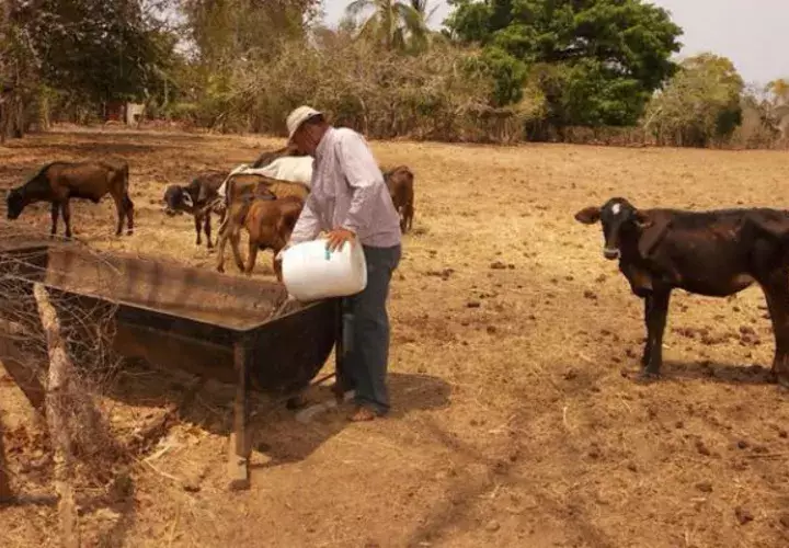 Animales afectados por la falta de agua. Foto: Epasa