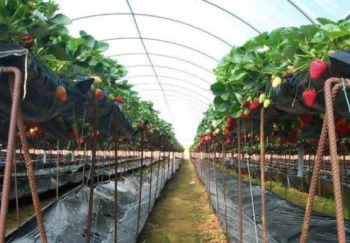Por medio de estos sistemas se reduce hasta en un 50% la cantidad de agua. Foto: EFE