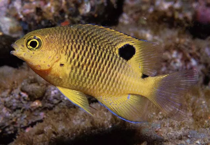 Stegastes redemptus. Foto: Cortesía Ross Robertson, científico del Smithsonian en Panamá.
