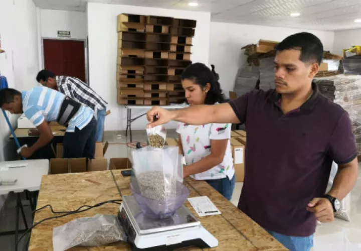 Los lotes recibidos  son  pesados y empacados al vacío en bolsas de 50 libras. Foto: José Vásquez. 