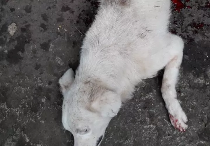 El hecho se registró el lunes en horas del medio día cuando el canino llegó desangrándose a la casa, muriendo en pocos minutos. Foto/José Vásquez
